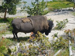 yellowstone national park kids visit the national parks for free