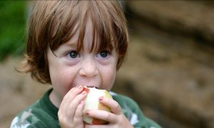 apple tasting portland nursery